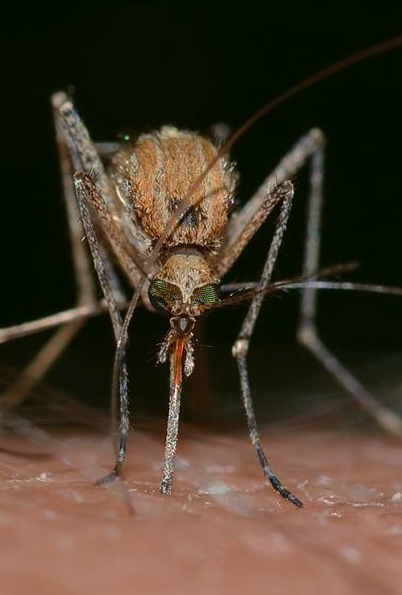 Malaria, approvato il primo vaccino per uso nei bambini tra i 5 e i 36 mesi